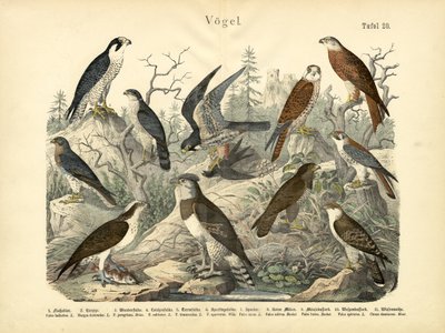 الطيور ، ج .1860 بواسطة المدرسة الألمانية